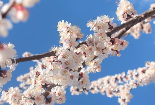 Blooming Branches of Cherry Tree