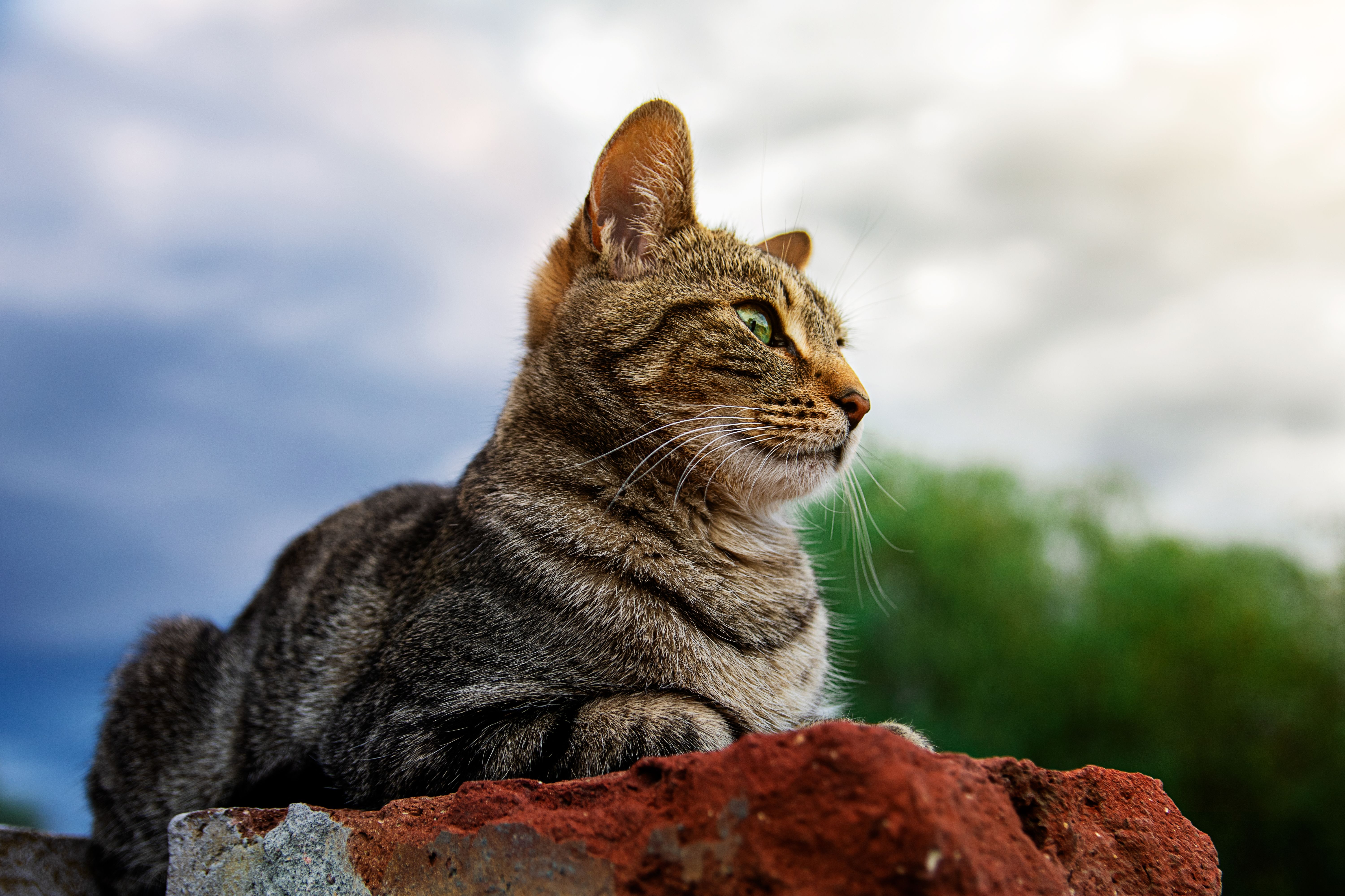 cat diatomaceous earth