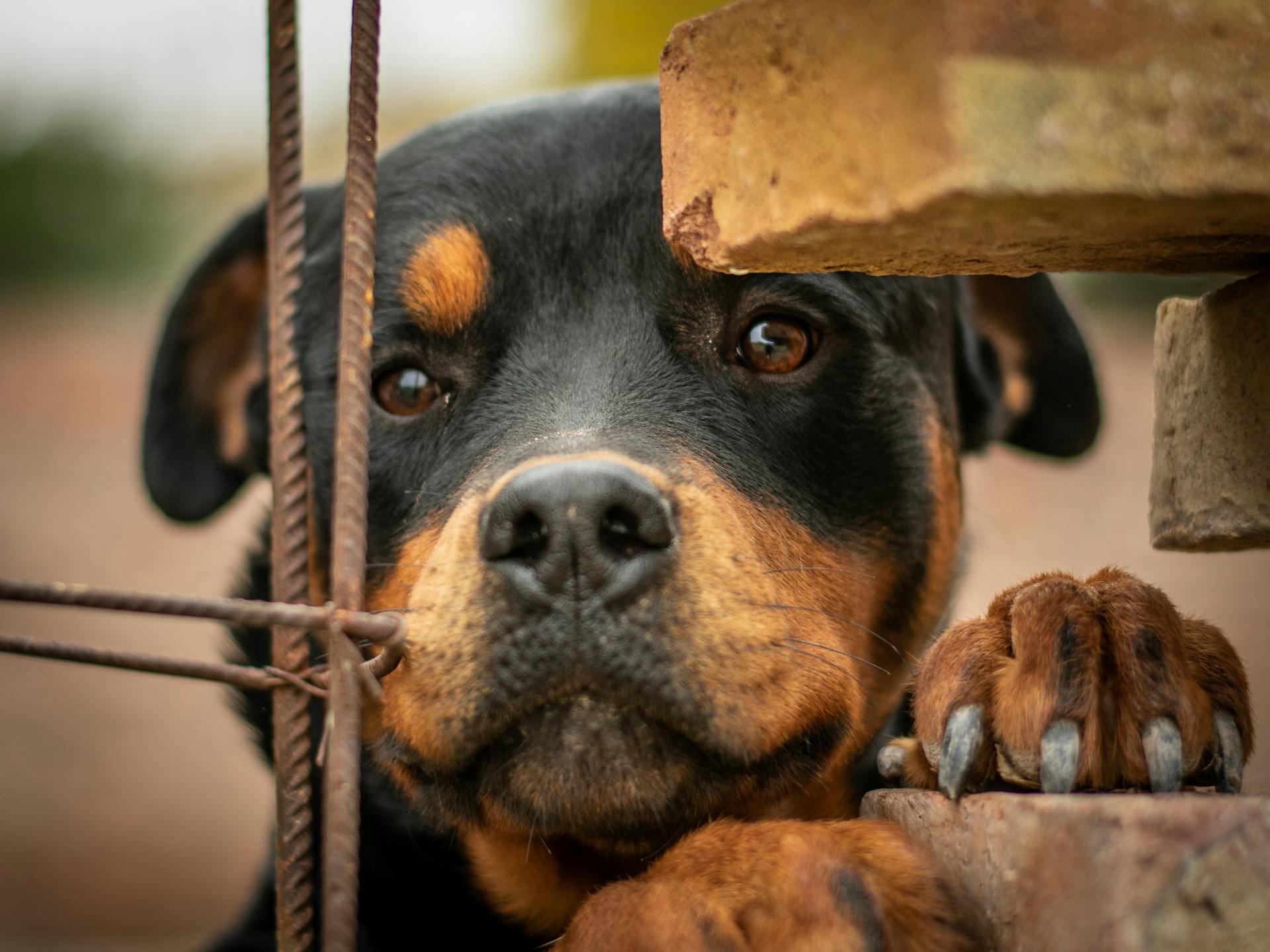 En rottweiler på nära håll