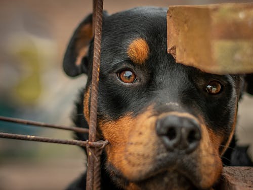 Free Close-up Photo of a Rottweiler Stock Photo