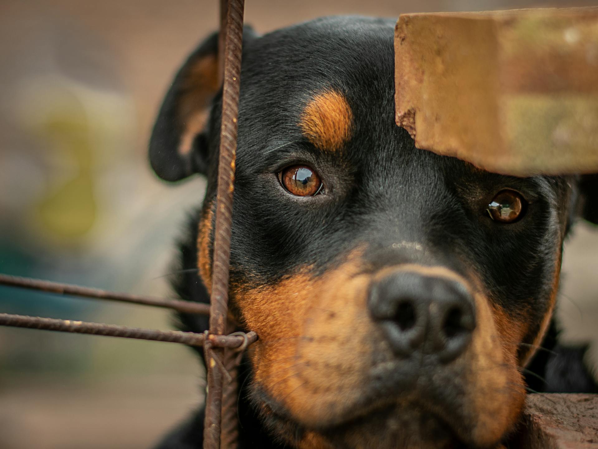 Närbilder av en rottweiler