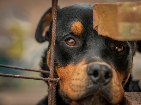 A Pet Is Not a Security Guard — It's Family