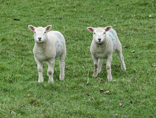 Lambs on a Grass Field