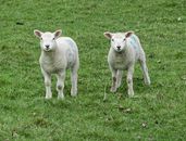 White Sheep on Green Grass Field