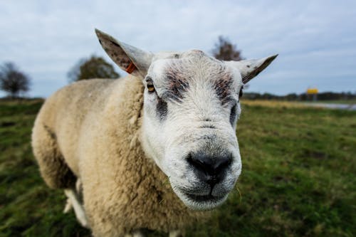 Gros Plan De La Photographie De Moutons Blancs