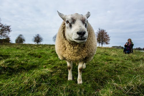 Бежевая овца на поле зеленой травы под серым небом