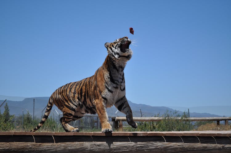 Tiger Catching Food