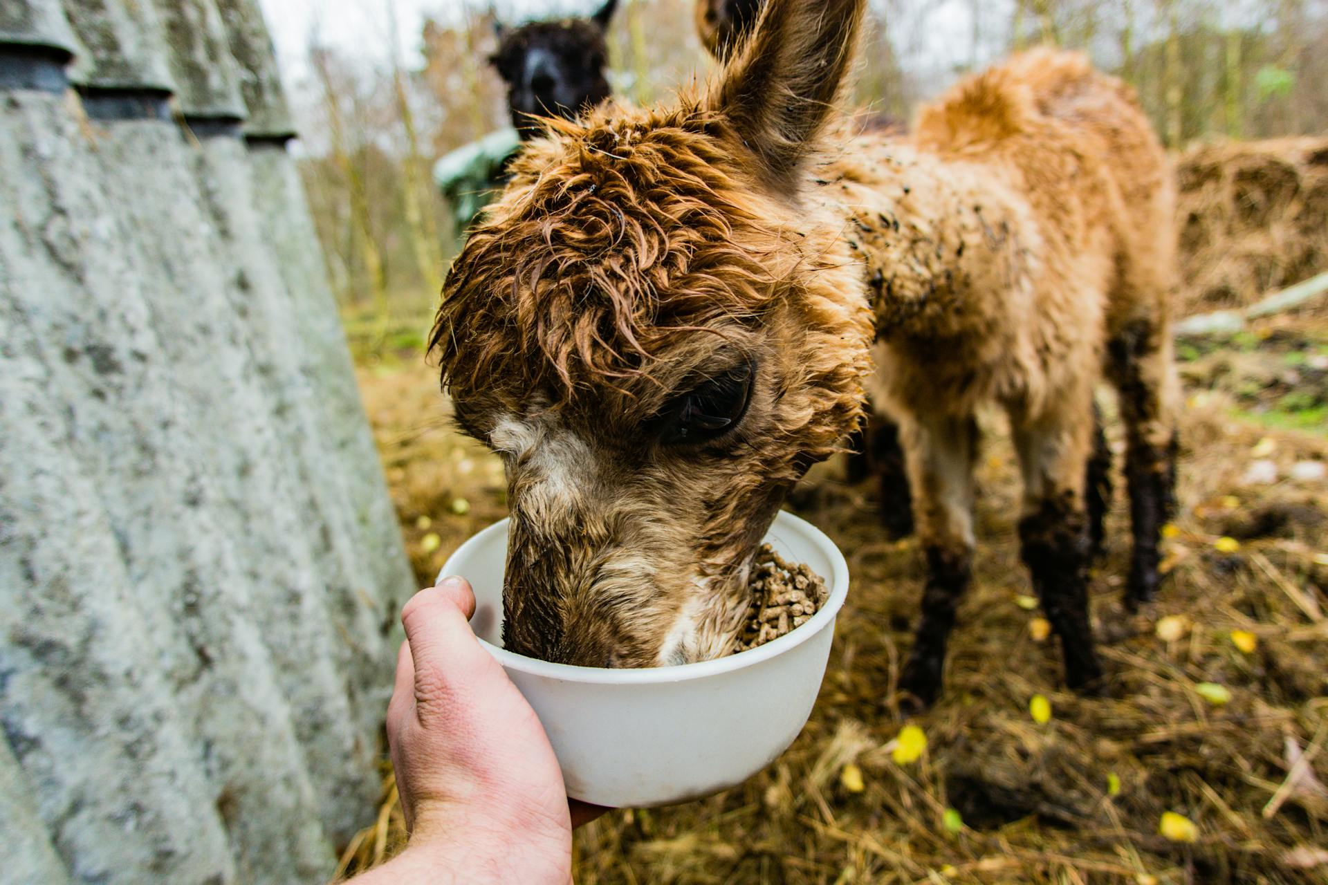 Brown Alpaca