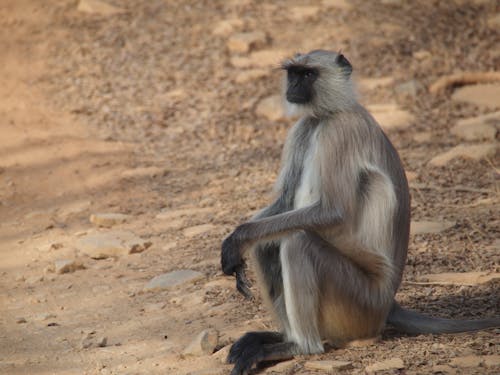 Monkey Sitting on Brown Sand