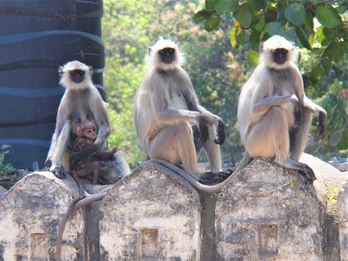 Free stock photo of langur, monkey, waiting for the bus