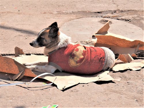 Free stock photo of coat, dog, india