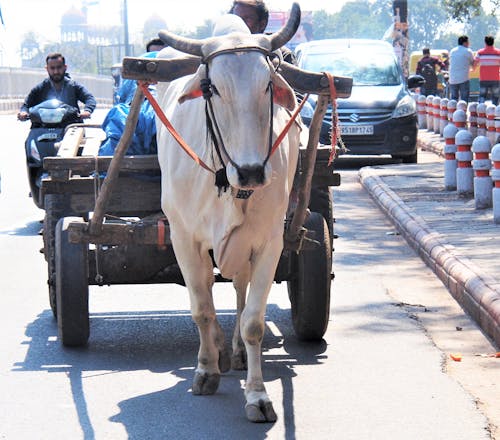 Free stock photo of old ways, oxen, transport