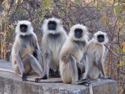 Free stock photo of family time, langurs