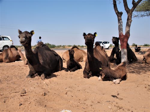 Free stock photo of camel, camel nursery, family time