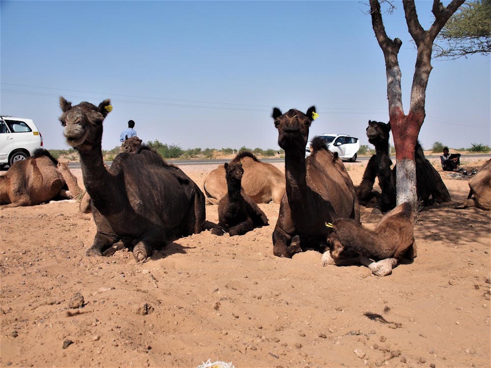 Free stock photo of camel, camel nursery, family time