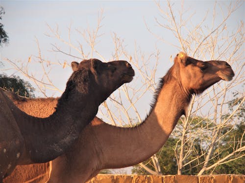 Free stock photo of camel, two peas in a pod