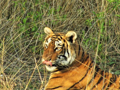 Free stock photo of arrow, india, tiger