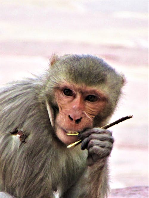 Free stock photo of monkey, that stick hurt