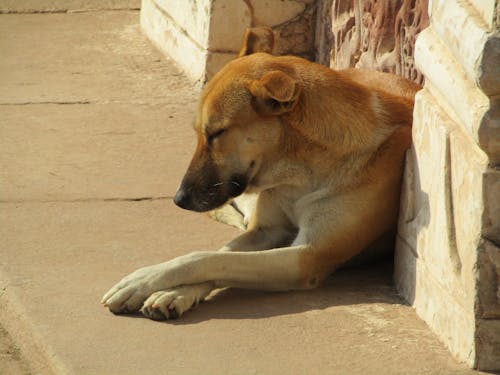 Free stock photo of even a dog can pray