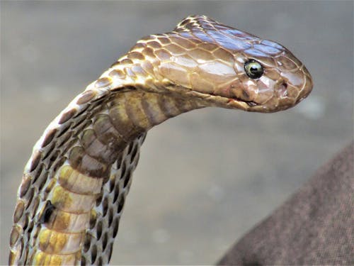 Free stock photo of cobra, not cute, snake