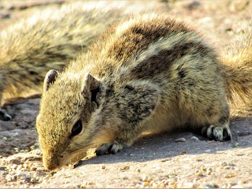 Free stock photo of chipmonk, on my own, squirrel