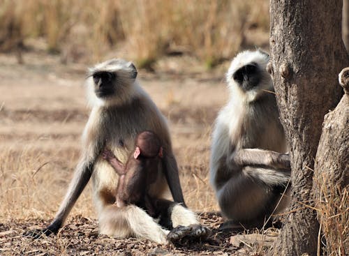 Free stock photo of langur, love my baby, monkey