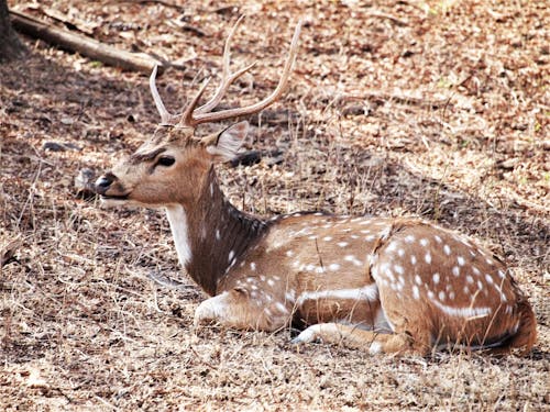 Free stock photo of spotted deer
