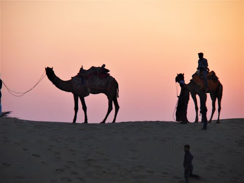 Free stock photo of camel, camel safari, desert