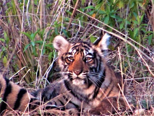 Free stock photo of tiger, tiger cub