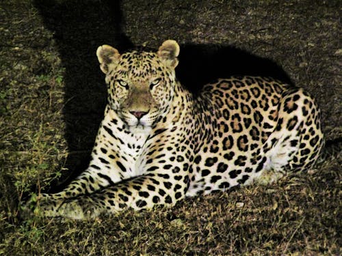 Free stock photo of leopard, night hunter