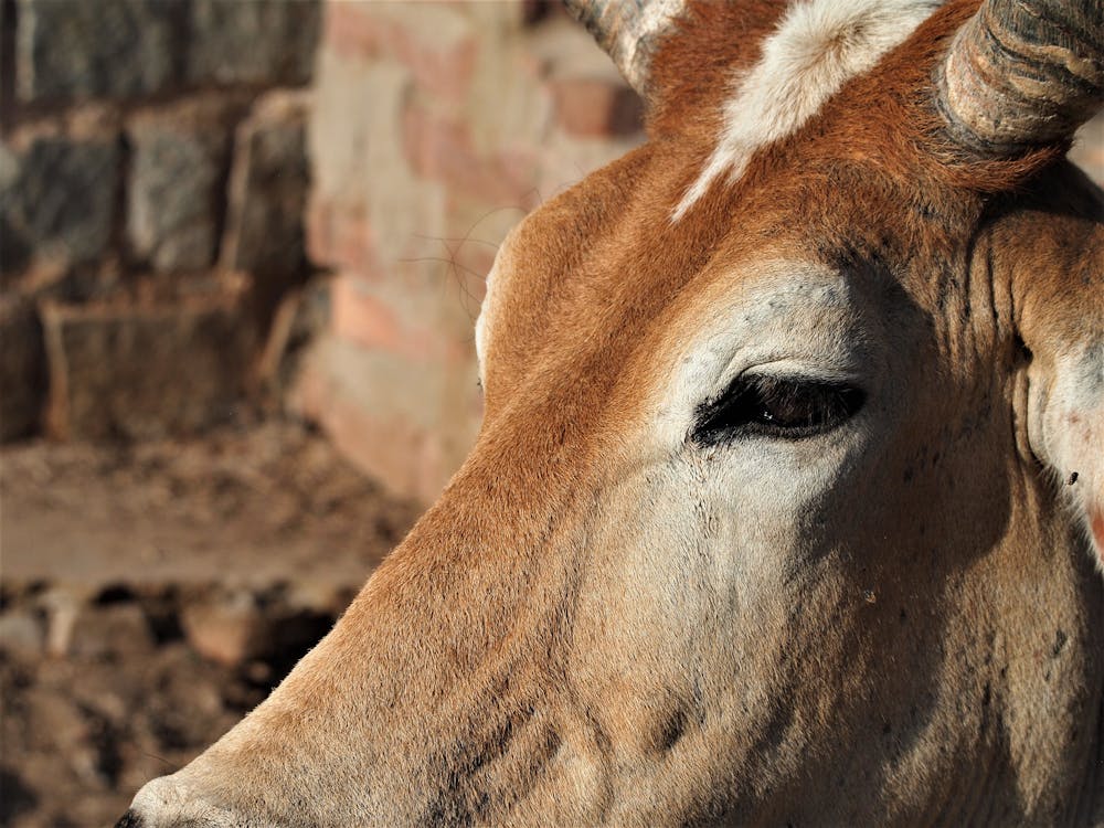 Free stock photo of all in the eyes, cow