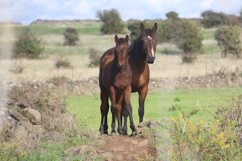 Gratis Foto stok gratis agrikultura, Anak kuda, berbayang Foto Stok