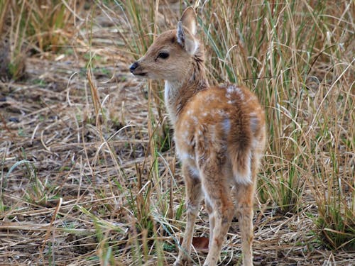 Brown Chital on Green Grass