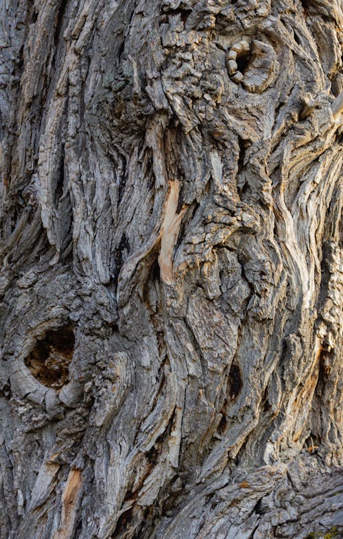 Close up of Tree