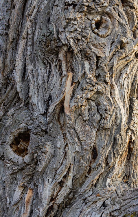 Close up of Tree · Free Stock Photo