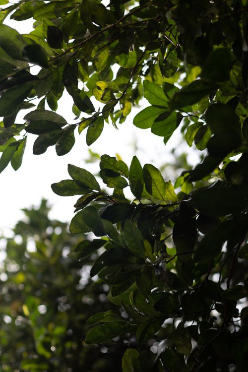 Free Vibrant green leaves basking in soft sunlight, depicting a serene natural setting. Stock Photo