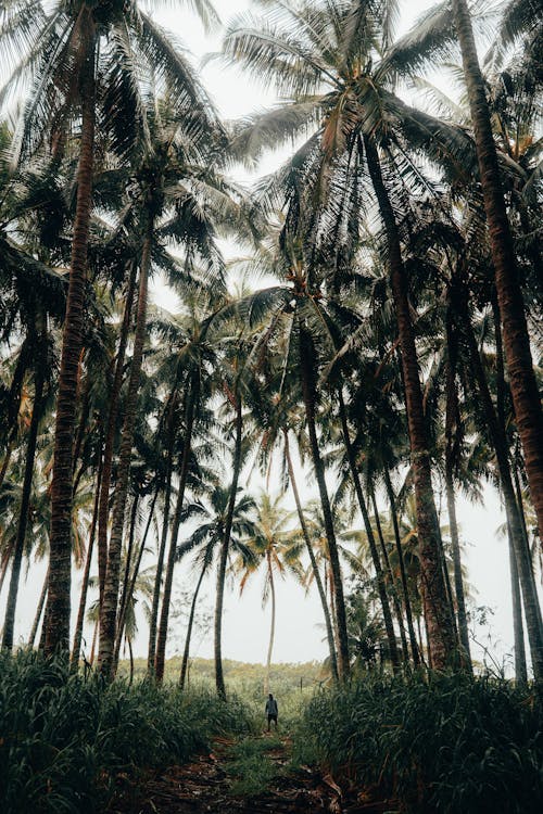 Man Standing Under Coconut Trees