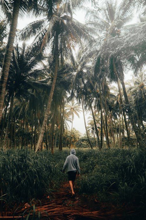Free Man Wearing Gray Hoodie Walking Under Coconut Trees Stock Photo