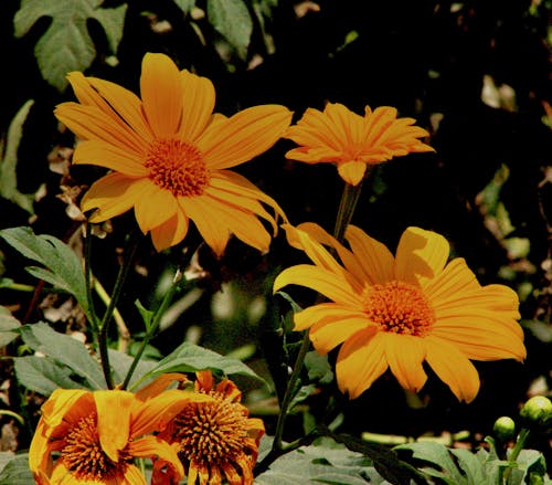 無料 キク科, フラワーズ, 咲くの無料の写真素材 写真素材