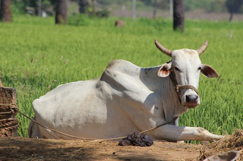 Δωρεάν στοκ φωτογραφιών με αγελάδα, βόδια, ζωικά