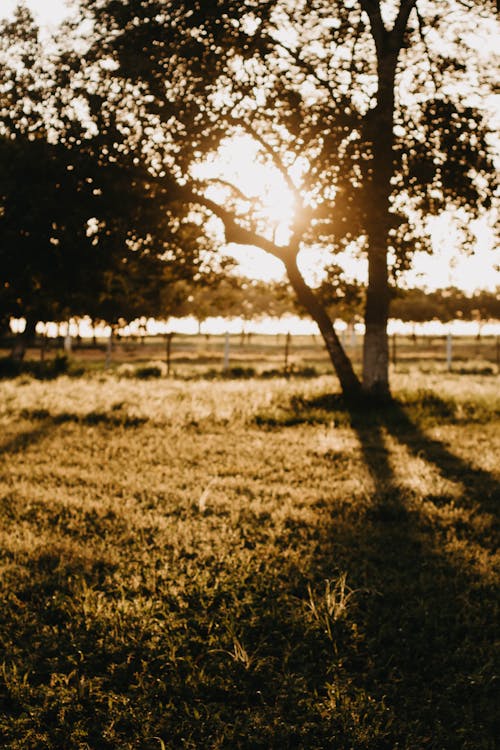 คลังภาพถ่ายฟรี ของ grassfield, กลางแจ้ง, ต้นไม้