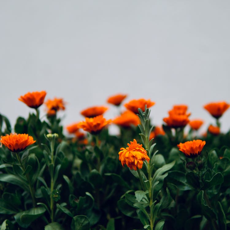 A Close-Up Shot Of Pot Marigold Flowers