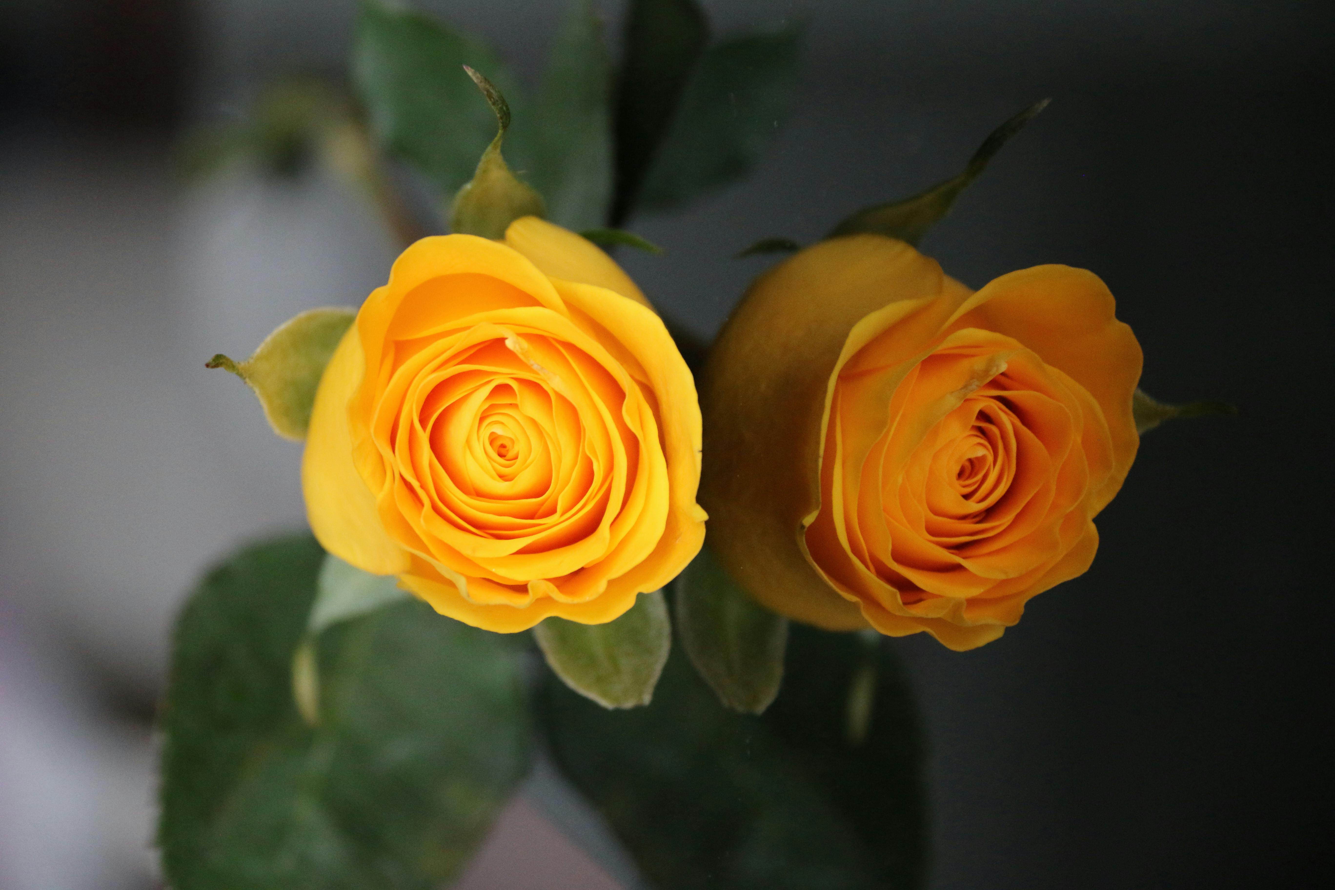 10,000+ Best Yellow Rose Photos · 100 Free Download · Pexels Stock Photos