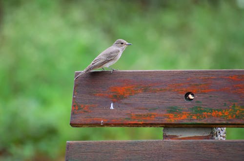 Free Brown Bird Perched on Wood Plank Stock Photo