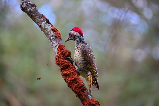 Free stock photo of animal, avian, beak