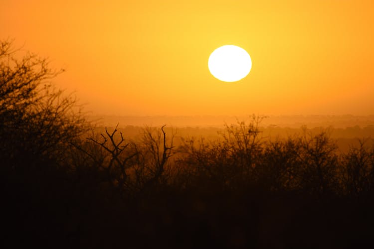 
A Silhouette Of Shrubs During The Golden Hour