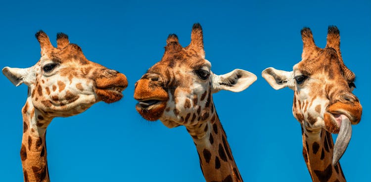 Giraffe Heads On Blue Background