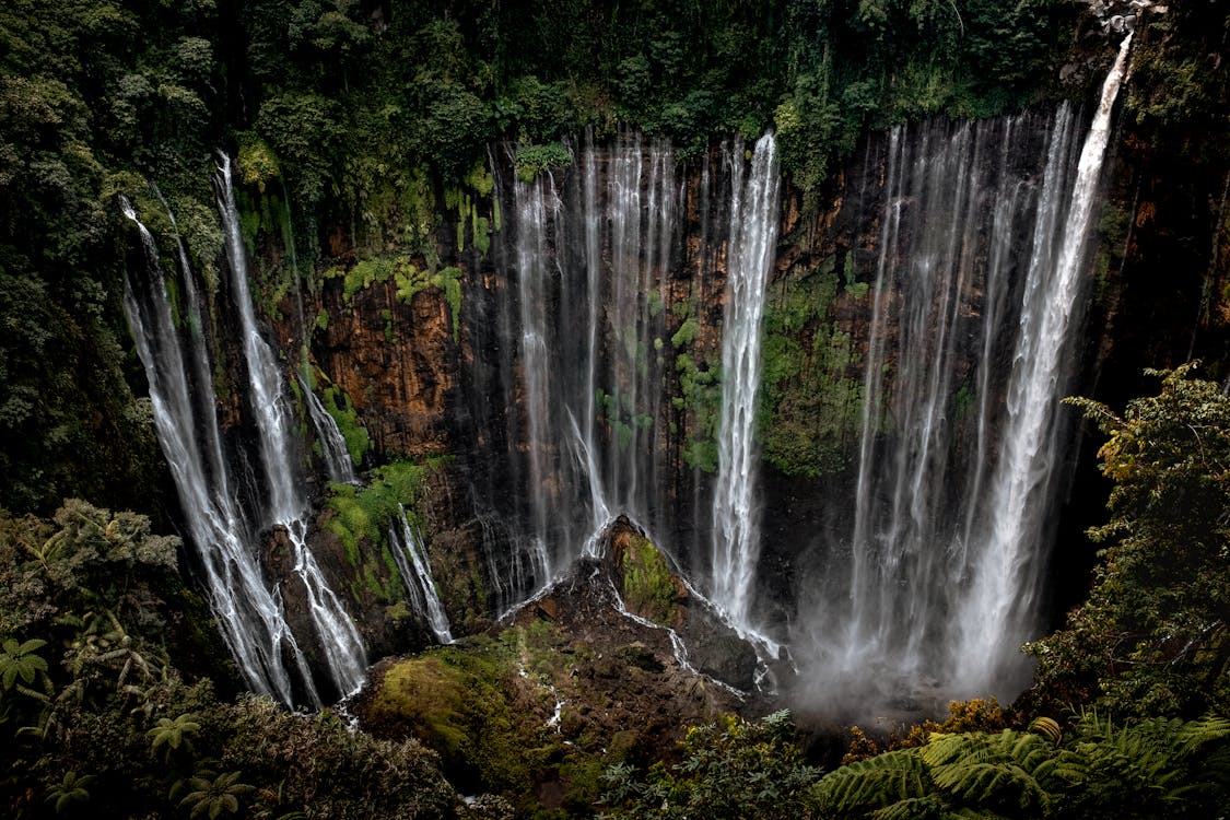 Fotobanka s bezplatnými fotkami na tému amazónsky dažďový prales, dažďový prales, džungľa