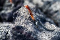 这张加拉帕戈斯熔岩蜥蜴在火山岩上的特写镜头，展现了其自然栖息地中充满活力的色彩