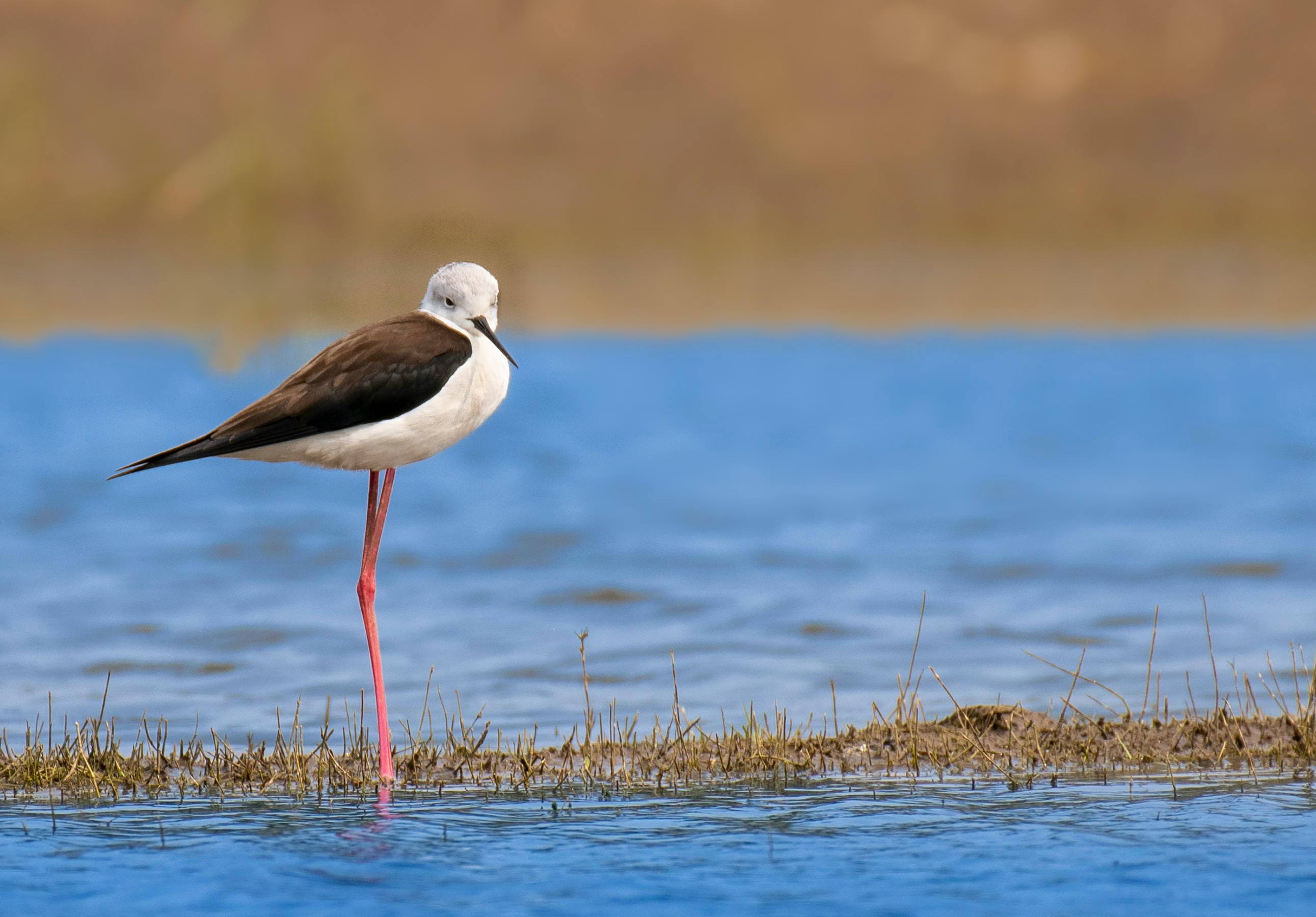 white and black bird on brown grass